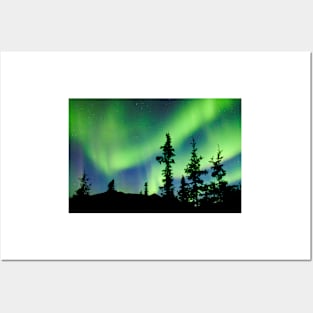 Northern Lights Aurora borealis over Yukon taiga spruce Posters and Art